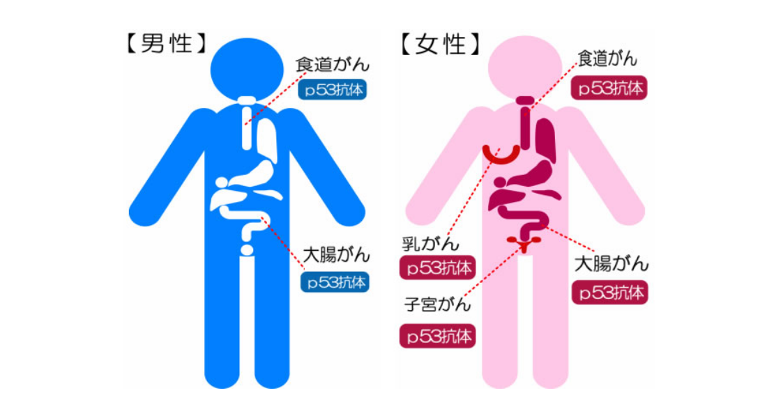 p53検査の有効範囲